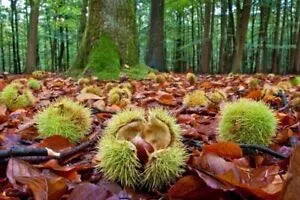 Orchards Legacy Chestnut TerraNova Tree THRIVES IN GTA CLAY SOILS
