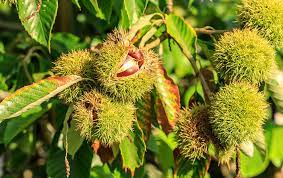 Chestnut Tree Châtaignier Castanea v. dentata x mollissima 1 Gallon/3.8 Liter Air Pruned using RootMaker®