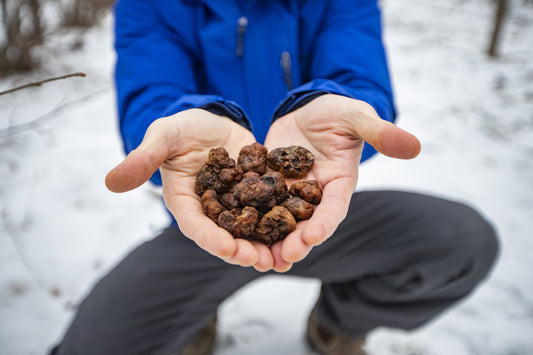 Appalachian Truffle Trees (100 Pack) - Live Premium Nursery Stock | Growers Pay