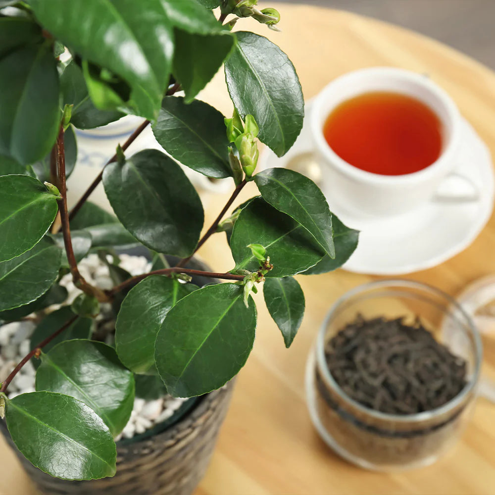 Tea 'Camellia Sinensis' 1 Gallon/3.8 Liter Potted Plant